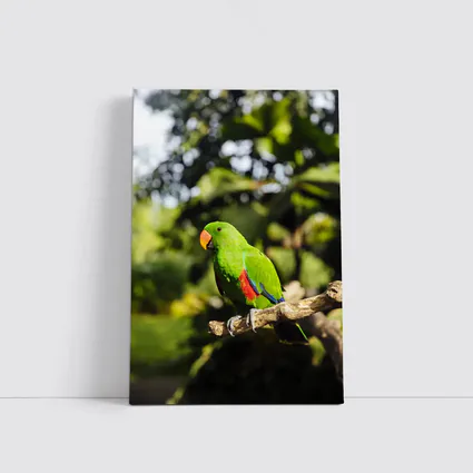 Green Eclectus Parrot Perched on Branch