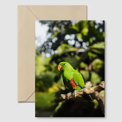 Green Eclectus Parrot Perched on Branch