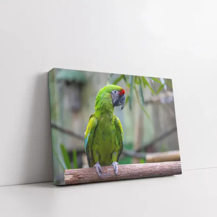Green Macaw Parrot Perched On Branch