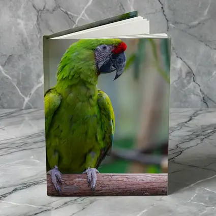 Green Macaw Parrot Perched On Branch