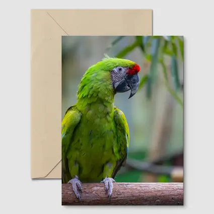 Green Macaw Parrot Perched On Branch