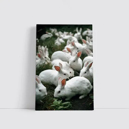 White Rabbits Grazing on Green Grass