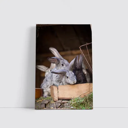 Gray Rabbits Resting in Wooden Hutch