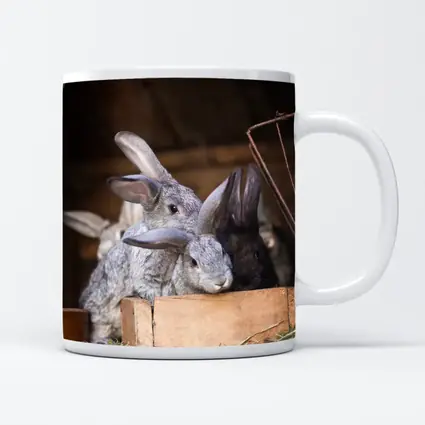 Gray Rabbits Resting in Wooden Hutch