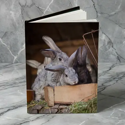Gray Rabbits Resting in Wooden Hutch