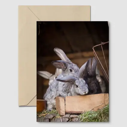 Gray Rabbits Resting in Wooden Hutch