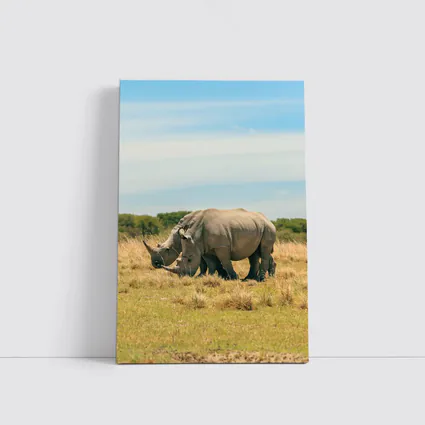 White Rhino Pair Grazing African Savanna
