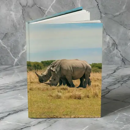 White Rhino Pair Grazing African Savanna