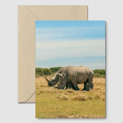 White Rhino Pair Grazing African Savanna