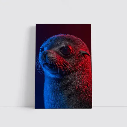 Seal Pup Portrait Blue Red Neon Light