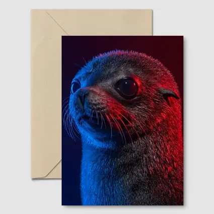 Seal Pup Portrait Blue Red Neon Light