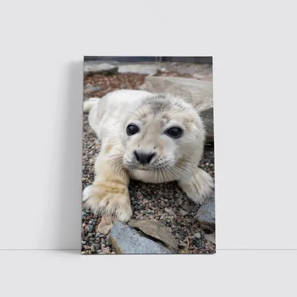 Baby Seal Pup on Rocky Gravel Ground