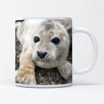 Baby Seal Pup on Rocky Gravel Ground