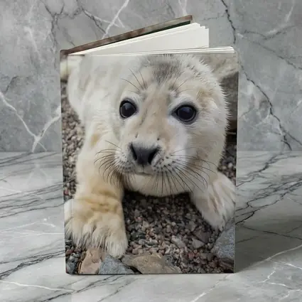 Baby Seal Pup on Rocky Gravel Ground