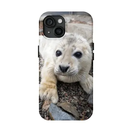 Baby Seal Pup on Rocky Gravel Ground