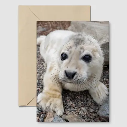 Baby Seal Pup on Rocky Gravel Ground