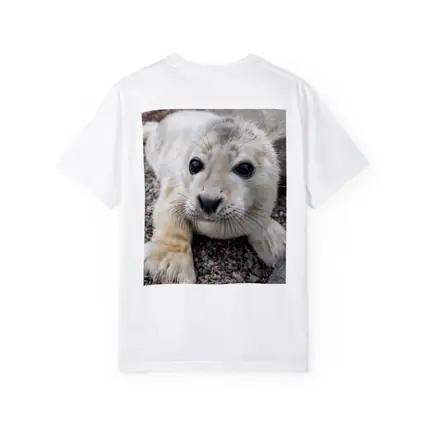 Baby Seal Pup on Rocky Gravel Ground