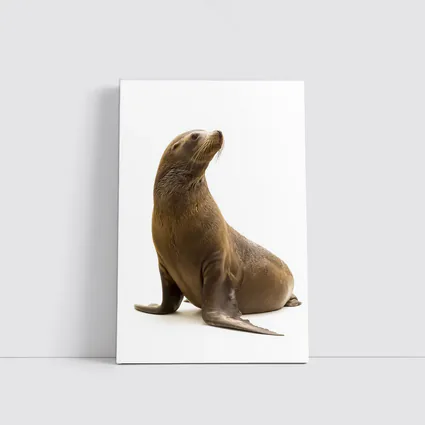 Sea Lion Sitting On White Background