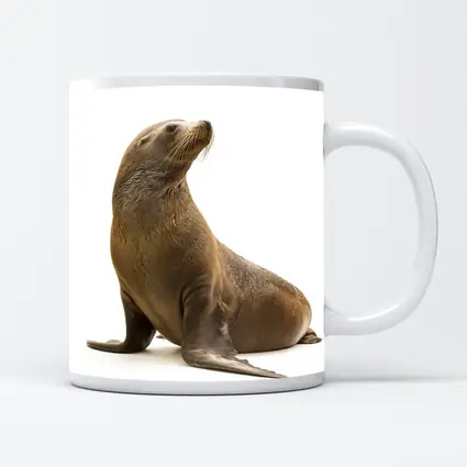Sea Lion Sitting On White Background