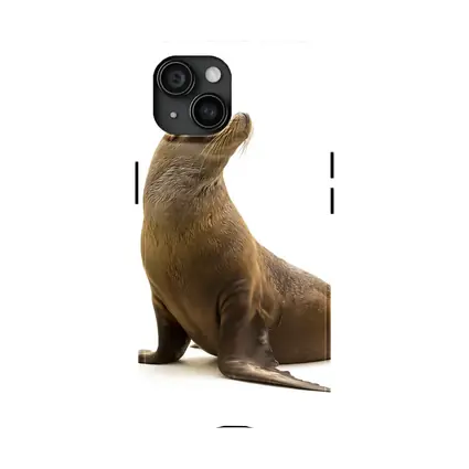 Sea Lion Sitting On White Background