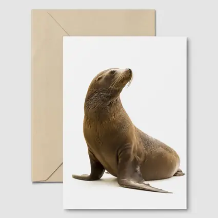 Sea Lion Sitting On White Background