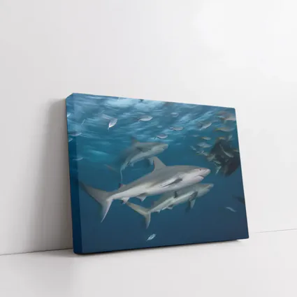Sharks Swimming Together in Deep Blue Ocean