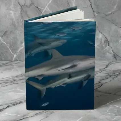 Sharks Swimming Together in Deep Blue Ocean