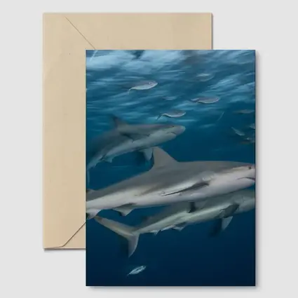 Sharks Swimming Together in Deep Blue Ocean