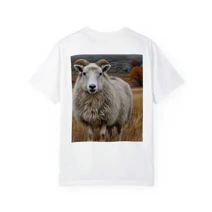 Horned Sheep Standing In Autumn Meadow