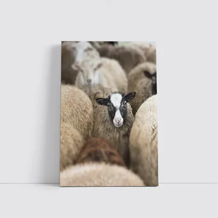 Black Faced Sheep Standing Among Flock