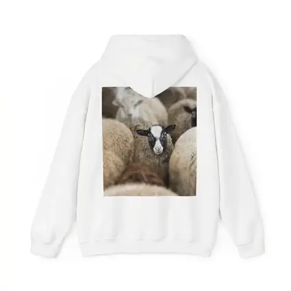 Black Faced Sheep Standing Among Flock