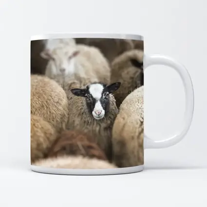 Black Faced Sheep Standing Among Flock