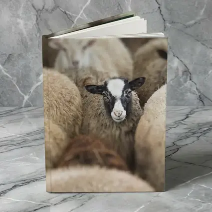 Black Faced Sheep Standing Among Flock