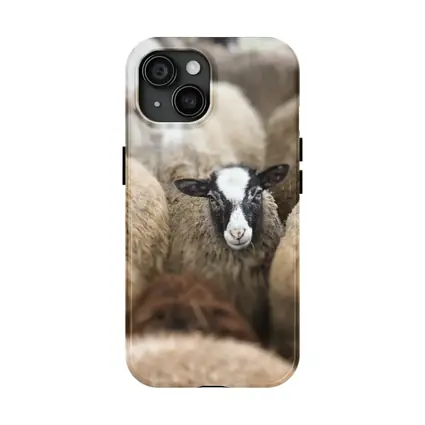 Black Faced Sheep Standing Among Flock