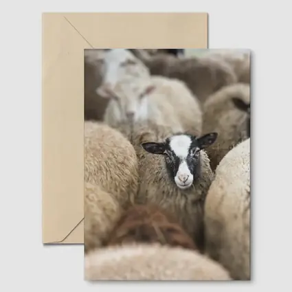 Black Faced Sheep Standing Among Flock