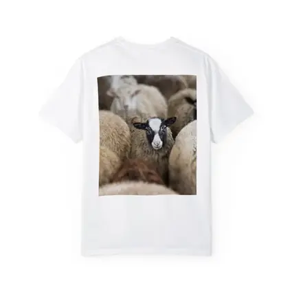Black Faced Sheep Standing Among Flock