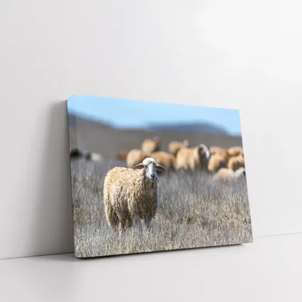 Woolly Sheep Standing in Dry Grassland Field