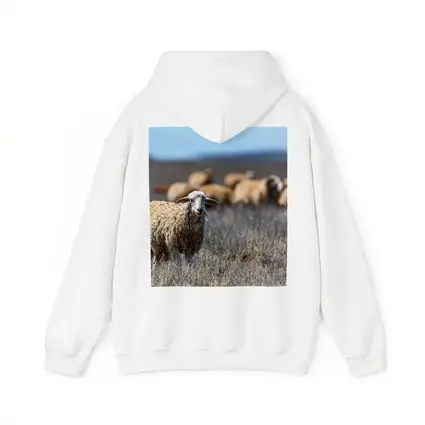 Woolly Sheep Standing in Dry Grassland Field