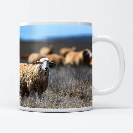 Woolly Sheep Standing in Dry Grassland Field