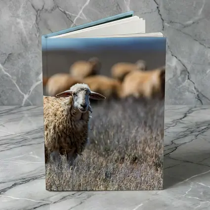 Woolly Sheep Standing in Dry Grassland Field