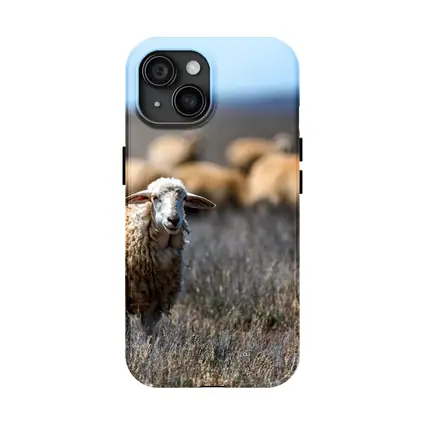 Woolly Sheep Standing in Dry Grassland Field