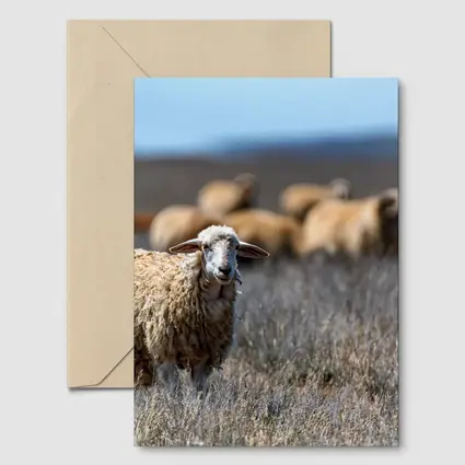 Woolly Sheep Standing in Dry Grassland Field