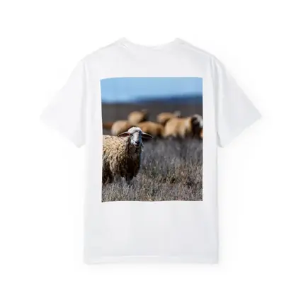 Woolly Sheep Standing in Dry Grassland Field