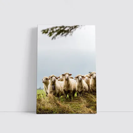 Flock of Sheep Standing in Green Field