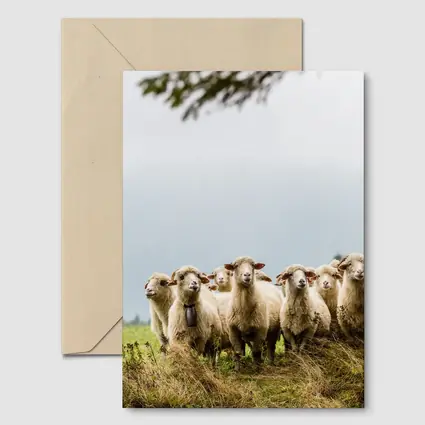 Flock of Sheep Standing in Green Field