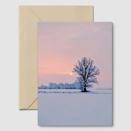Frost Covered Tree Winter Sunset Field