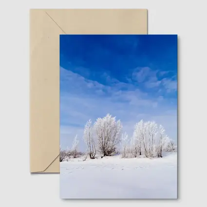Frost Covered Trees Snowy Winter Landscape