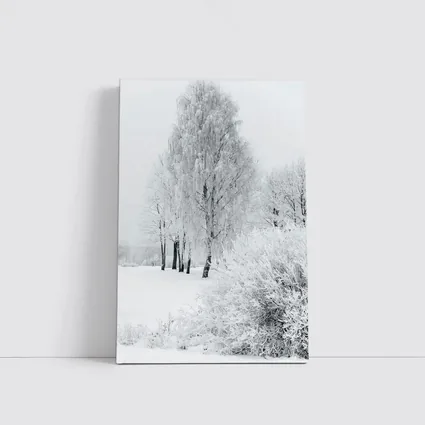 Frost Covered Birch Trees Winter Snow Scene