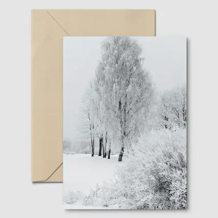 Frost Covered Birch Trees Winter Snow Scene