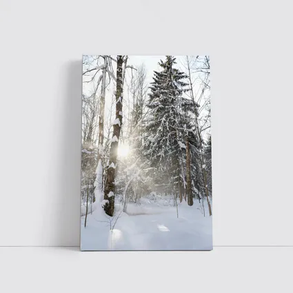 Snowy Winter Forest Sunlight Through Trees